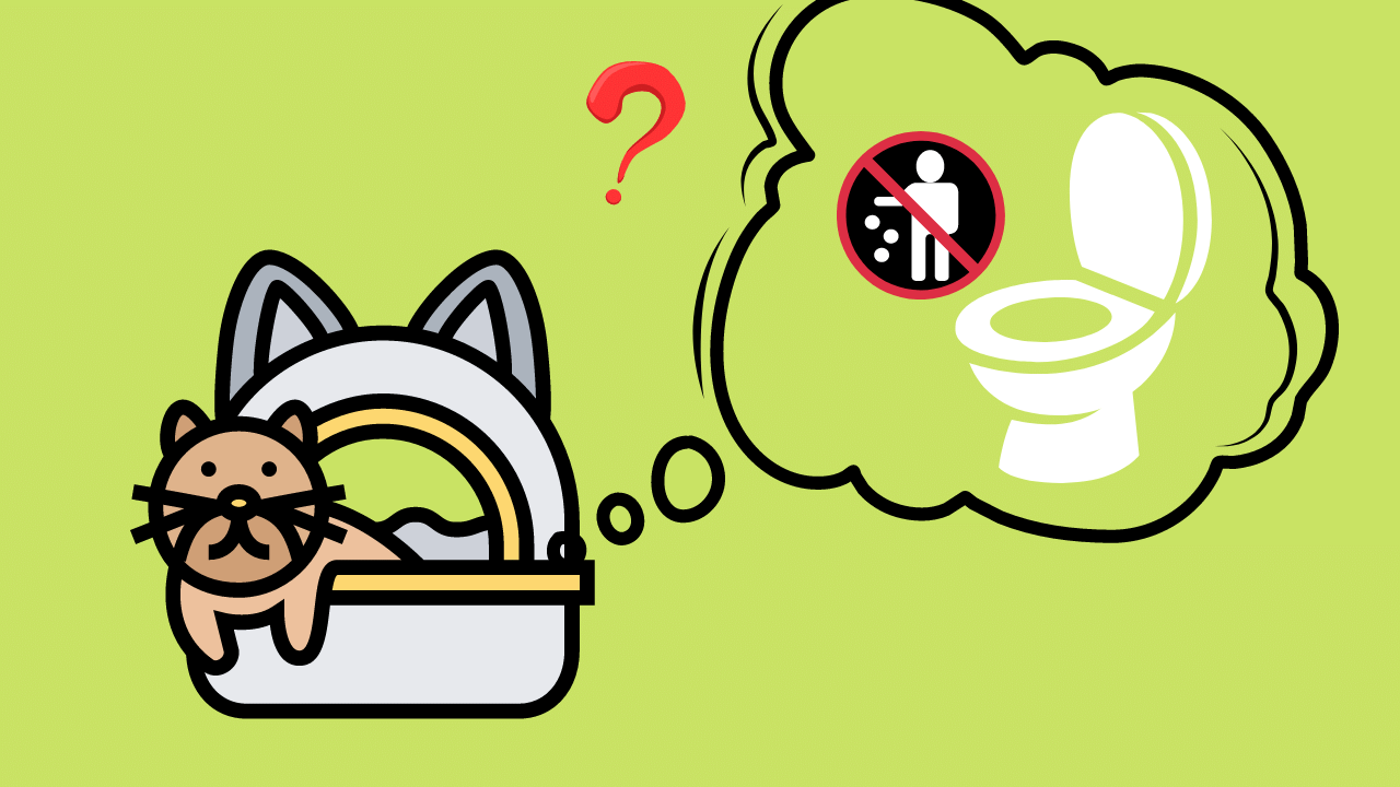 猫砂をトイレや排水管に詰まらせない方法を解説